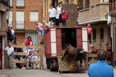 Fotos del primer toro ensogado de Lodosa./