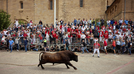 Fotos del primer toro ensogado de Lodosa./