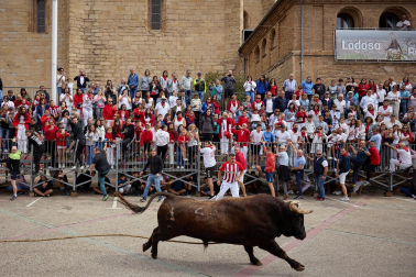 Fotos del primer toro ensogado de Lodosa./