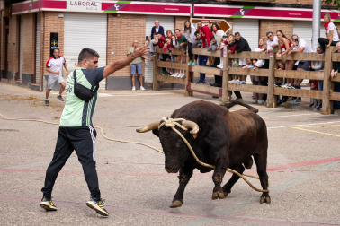 Fotos del primer toro ensogado de Lodosa./