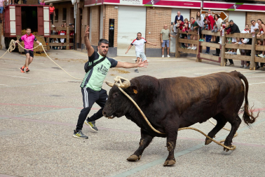 Fotos del primer toro ensogado de Lodosa./