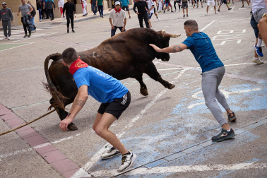 Fotos del primer toro ensogado de Lodosa./