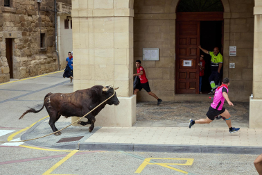 Fotos del primer toro ensogado de Lodosa./