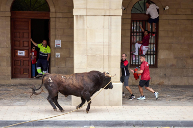 Fotos del primer toro ensogado de Lodosa./