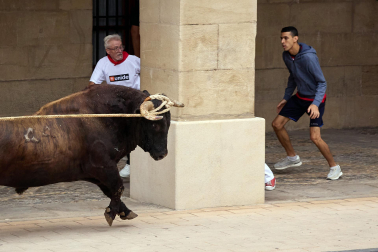 Fotos del primer toro ensogado de Lodosa./