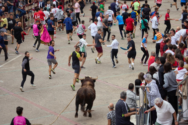 Fotos del primer toro ensogado de Lodosa./