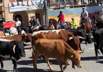 La localidad de Lodosa ha celebrado este domingo la trashumancia, un recorrido que ha dado inicio con un almuerzo a las 9:30 h. en la Plaza de Toros y ha terminado con un paseo por el pueblo en torno a las 13:30 h. para que, quien quisiera, pudiera ver tanto al ganado como a los jinetes que lo acompañaban