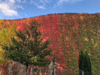 Pared otoñal en Polideportivo de Huarte.
