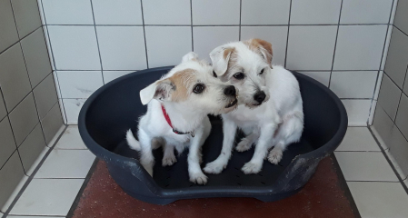 Pablo y Patxi