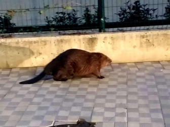 El pasado mes de enero fue visto un castor por las calles de Txantrea, algo que ya había sucedido en 2021. Y este martes, 29 de octubre, ha vuelto a ocurrir. El ejemplar estaba tranquilo, junto al Camino de Caparroso y en dirección al instituto Padre Moret, aunque al percibir la expectación que había generado se ha refugiado en el río Arga.