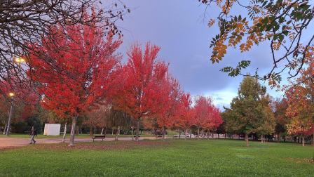 Otoño en el parque del lago de Barañáin.