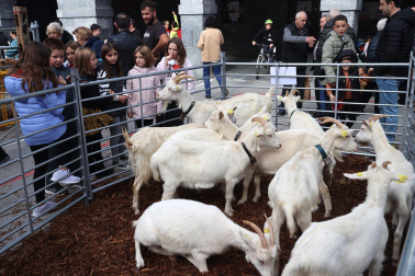 Fotos de la Feria ganadera y de producto local de Leitza y Areso.