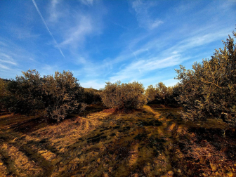 Paisaje de olivos.