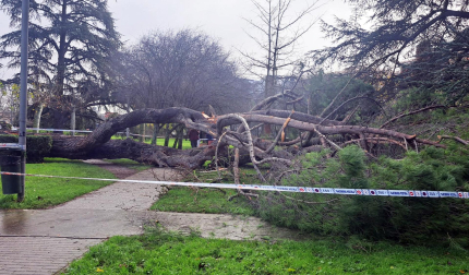 Estado del árbol caído sobre el camino