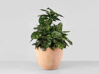 Un ejemplar de la planta en maceta
