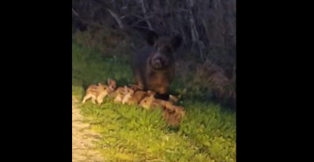 Una familia de jabalíes, con una decena de crías, en la ribera del río Alhama en Corella
