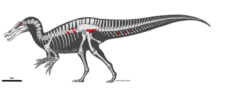 Esta especie poseía brazos robustos, fuertes garras y, en algunos casos, una distintiva vela dorsal en la espalda, una estructura característica parecida a una aleta.