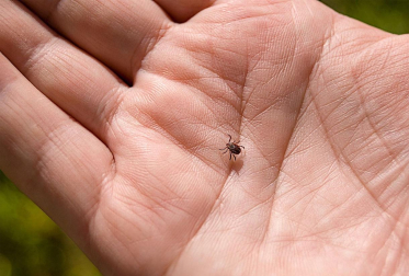 Las garrapatas son parásitos hematófagos que se alimentan de la sangre de sus huéspedes, incluyendo animales y humanos, y son vectores de varias enfermedades infecciosas