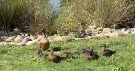 La familia de patos ha disfrutado del sol en la zona del hierba cerca del agua