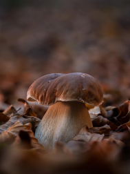 Boletus Ultzama (finalista 'Del origen a la mesa' del Concurso Conocer Navarra 2025)