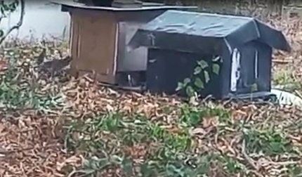 Vídeo con las ratas okupas de la colonia felina de Lezkairu