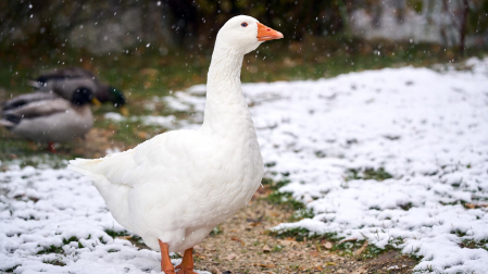 Nieve Pamplona