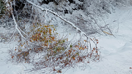 El peso de la nieve en las ramas de los árboles ha provocado la caída de algunos en el Alto de Uitzi /