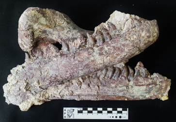 Entre las mandíbulas del dinosaurio había un húmero de cocodrilo, lo que sugiere que eran parte de su dieta