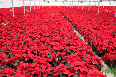 Plantas y flores en los invernaderos de Inverprao.