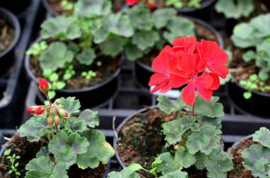 Plantas y flores en los invernaderos de Inverprao.