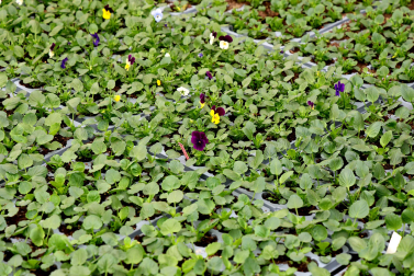 Plantas y flores en los invernaderos de Inverprao.
