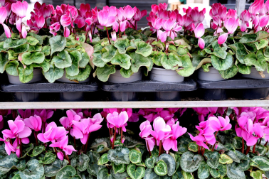 Plantas y flores en los invernaderos de Inverprao.