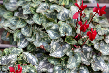 Plantas y flores en los invernaderos de Inverprao.
