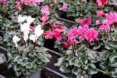 Plantas y flores en los invernaderos de Inverprao.