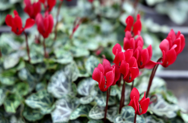 Plantas y flores en los invernaderos de Inverprao.