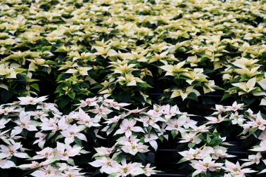 Plantas y flores en los invernaderos de Inverprao.