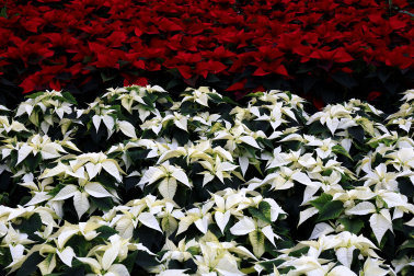 Plantas y flores en los invernaderos de Inverprao.