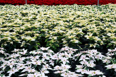 Plantas y flores en los invernaderos de Inverprao.