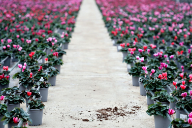 Plantas y flores en los invernaderos de Inverprao.