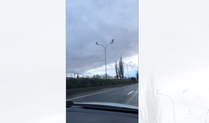 Este domingo 26 de enero se vieron varios ejemplares posados sobre las farolas de la ronda PA-30. Coincide con el regreso al norte tras pasar el invierno en tierras más cálidas.