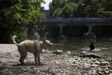 Dos perros se refrescan a orillas del río en una foto de agosto.