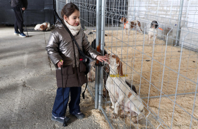 Fotos de la exposición de la raza de perros pachón navarro en las Ferias de Tafalla 2026