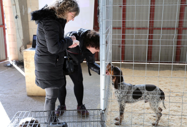 Fotos de la exposición de la raza de perros pachón navarro en las Ferias de Tafalla 2026