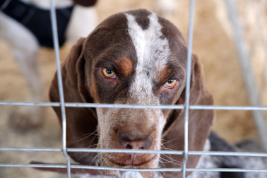 Fotos de la exposición de la raza de perros pachón navarro en las Ferias de Tafalla 2026