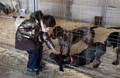 Fotos de la exposición de la raza de perros pachón navarro en las Ferias de Tafalla 2026