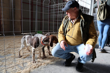 Fotos de la exposición de la raza de perros pachón navarro en las Ferias de Tafalla 2026