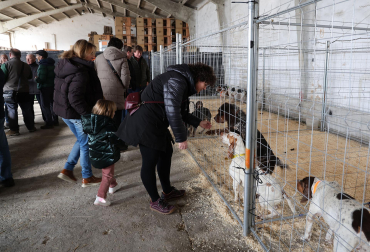 Fotos de la exposición de la raza de perros pachón navarro en las Ferias de Tafalla 2026