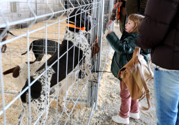 Fotos de la exposición de la raza de perros pachón navarro en las Ferias de Tafalla 2026