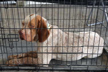 Fotos de la exposición de la raza de perros pachón navarro en las Ferias de Tafalla 2026