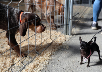 Fotos de la exposición de la raza de perros pachón navarro en las Ferias de Tafalla 2026
